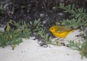 142 Yellow warbler04